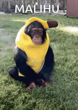 A Chimpanzee Wearing A Yellow Banana Costume Is Sitting On The Grass . GIF