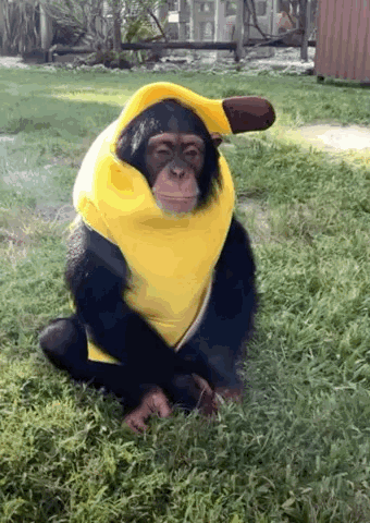A Chimpanzee Wearing A Yellow Banana Costume Sitting In The Grass GIF