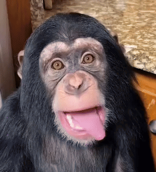 A Chimpanzee With A Pink Tongue Sticking Out Looks At The Camera GIF