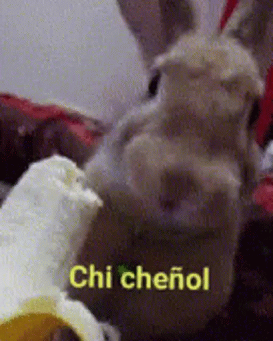 A Chinchilla Rabbit Is Eating A Banana With The Words Chi Cheirol Written On It . GIF