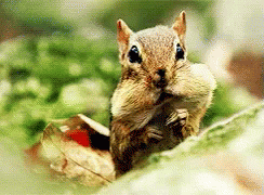 A Chipmunk Is Sitting On A Leaf With Its Mouth Open . GIF