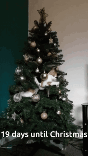 A Christmas Tree With The Words 19 Days Until Christmas GIF
