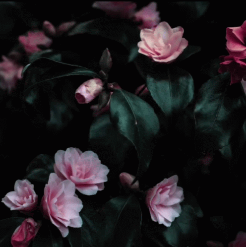 A Circle With Pink Flowers And Green Leaves GIF