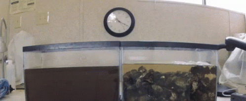 A Clock Hanging On A Wall Shows The Time As 7:15 GIF