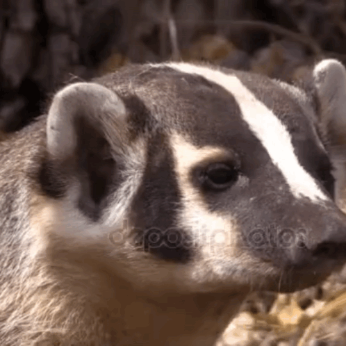 Close Up Of Badger's Face With Black And White Stripes GIF