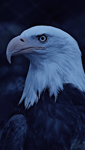 a close up of a bald eagle 's face with a blue background