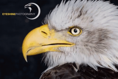A Close Up Of A Bald Eagle 'S Face With The Words Eyeshinephotography Below It GIF