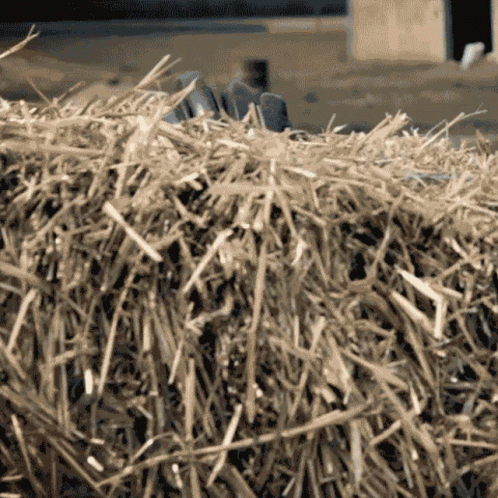 A Close Up Of A Bale Of Hay With A Person 'S Hand On Top GIF