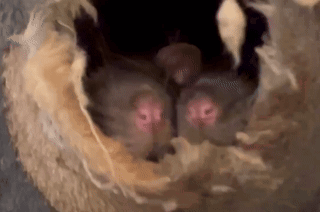 A Close Up Of A Bat 'S Eyes Looking Out Of A Hole . GIF