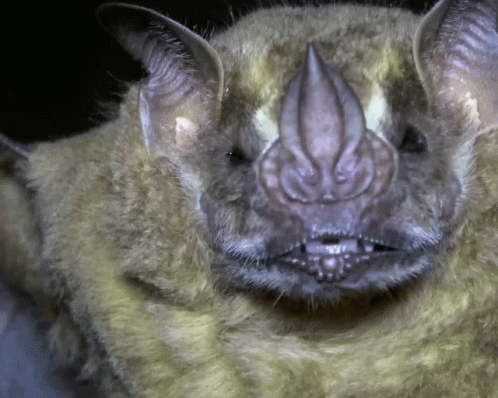 A Close Up Of A Bat 'S Face With A Very Long Nose GIF