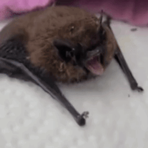 A Close Up Of A Bat With Its Mouth Open On A White Surface . GIF