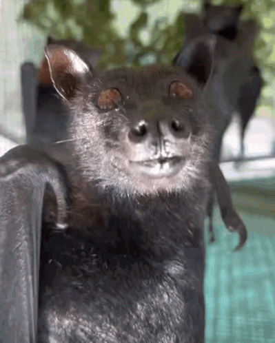 A Close Up Of A Bat With Its Wings Spread GIF