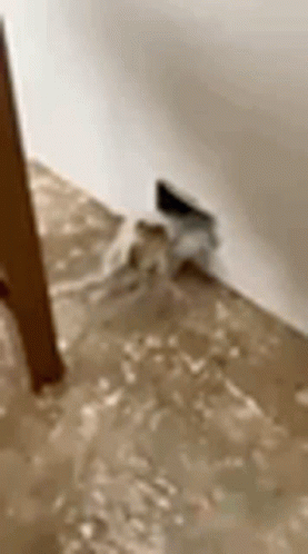 A Close Up Of A Bathtub Filled With Water And A Faucet . GIF