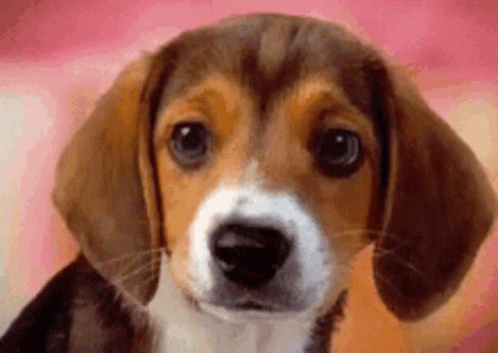 A Close Up Of A Beagle Puppy Looking At The Camera . GIF
