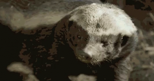 A Close Up Of A Bear 'S Face With A Black Background GIF