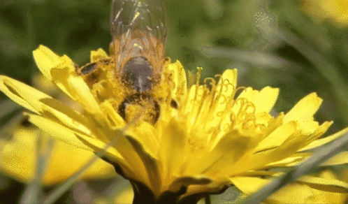 A Close Up Of A Bee Gathering Pollen From A Yellow Flower GIF