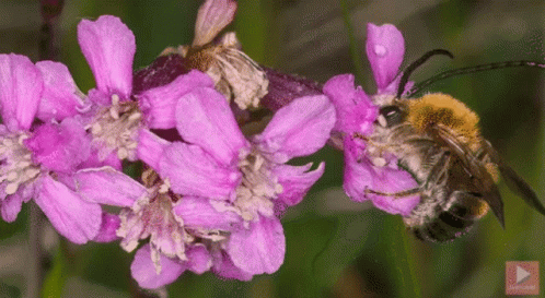 A Close Up Of A Bee On A Purple Flower With A Play Button In The Corner GIF