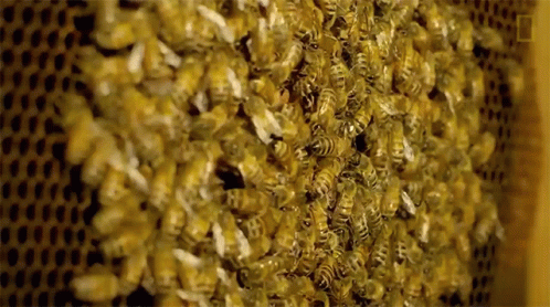 A Close Up Of A Beehive With A Lot Of Bees GIF