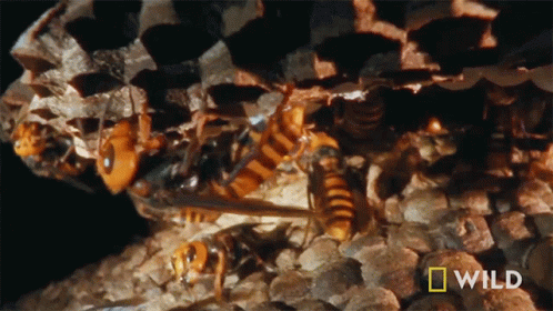 A Close Up Of A Beehive With A National Geographic Logo GIF