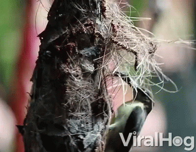 A Close Up Of A Bird On A Tree Branch With The Words Viralhog On The Bottom Right GIF