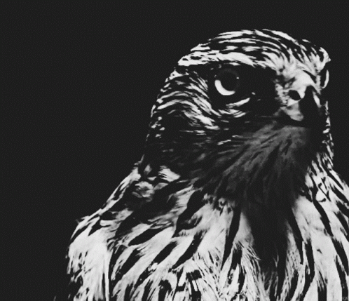 A Close Up Of A Bird 'S Face With A Black And White Photo GIF