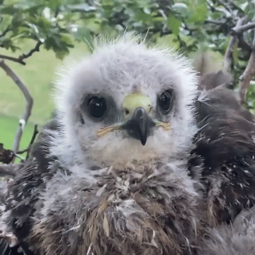 A Close Up Of A Bird 'S Face With A Yellow Beak GIF