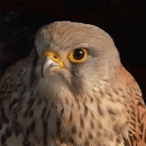 A Close Up Of A Bird 'S Face With Yellow Eyes GIF