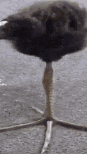 A Close Up Of A Bird 'S Foot With The Word Aster Visible In The Corner GIF