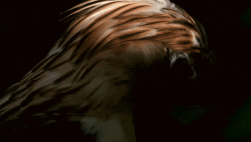 A Close Up Of A Bird 'S Head With A Large Eye GIF