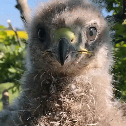 A Close Up Of A Bird 'S Head With Feathers On It GIF