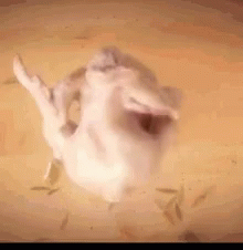 A Close Up Of A Bird 'S Head With Its Mouth Open . GIF