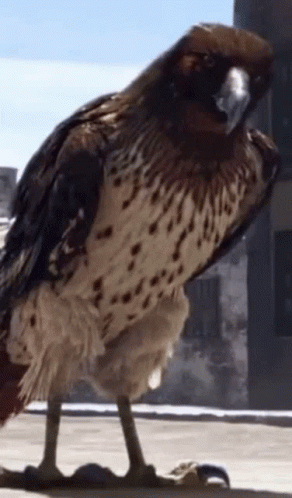 A Close Up Of A Bird Standing On Its Feet GIF