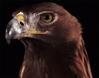 A Close Up Of A Bird With A Black Background GIF
