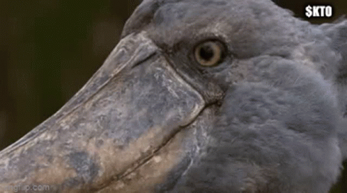 A Close Up Of A Bird With A Large Beak GIF