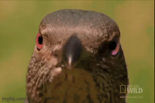 A Close Up Of A Bird With A National Geographic Logo On The Bottom GIF