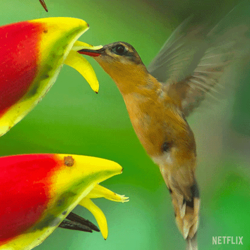 A Close Up Of A Bird With A Netflix Logo On The Bottom GIF