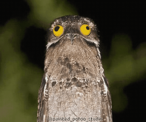 A Close Up Of A Bird With Yellow Eyes And The Words Painted_potoo_studio Below It GIF