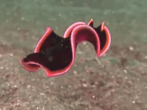 A Close Up Of A Black And Red Sea Slug GIF