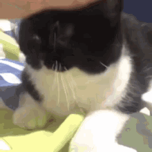 A Close Up Of A Black And White Cat Laying On A Blanket . GIF