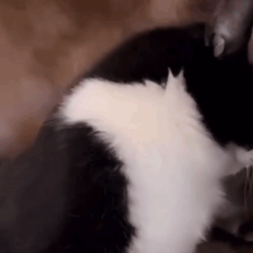 A Close Up Of A Black And White Cat Laying On Its Back . GIF