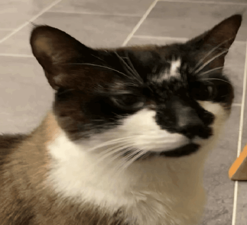 A Close Up Of A Black And White Cat On A Tile Floor GIF