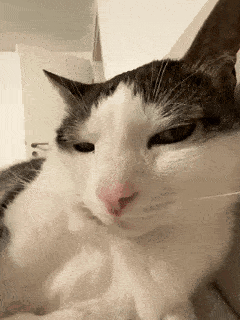 A Close Up Of A Black And White Cat 'S Face GIF