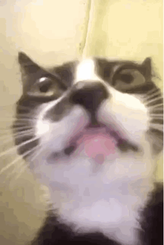 A Close Up Of A Black And White Cat 'S Face With Its Tongue Out . GIF