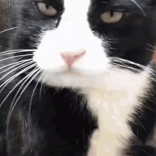 A Close Up Of A Black And White Cat 'S Nose And Whiskers On A White Background . GIF