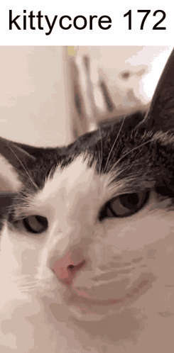 A Close Up Of A Black And White Cat With The Words Kittycore 172 Written Above It GIF