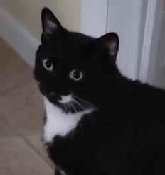 A Close Up Of A Black And White Cat With Yellow Eyes GIF