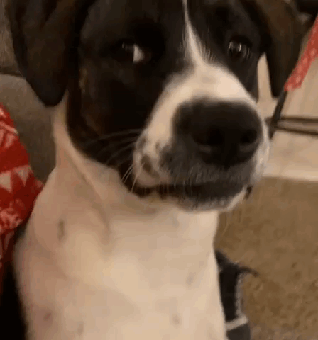 A Close Up Of A Black And White Dog Sitting On A Couch . GIF
