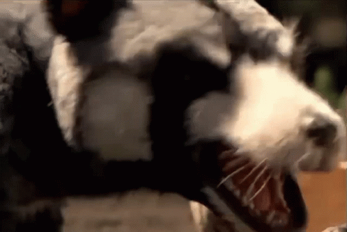 A Close Up Of A Black And White Dog With Its Mouth Wide Open . GIF