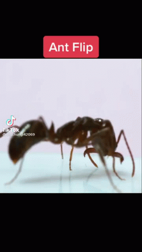 A Close Up Of A Black Ant With The Words Ant Flip On The Top GIF