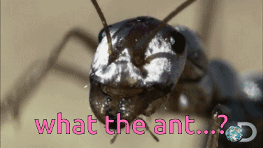 A Close Up Of A Black Ant With The Words What The Ant Written Below It GIF